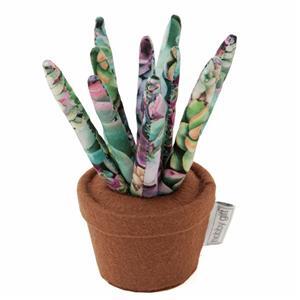 Pincushion - Succulent Plant